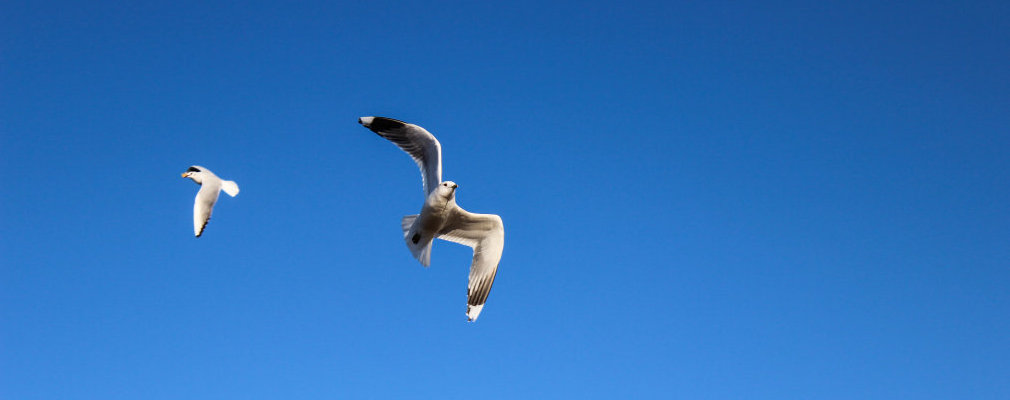 Ich flieg auf Usedom-kommst Du mit?